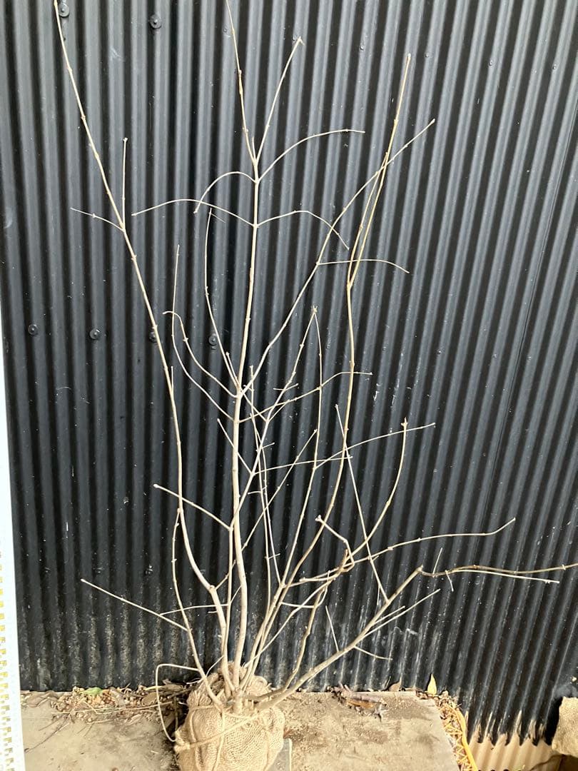 アオダモ