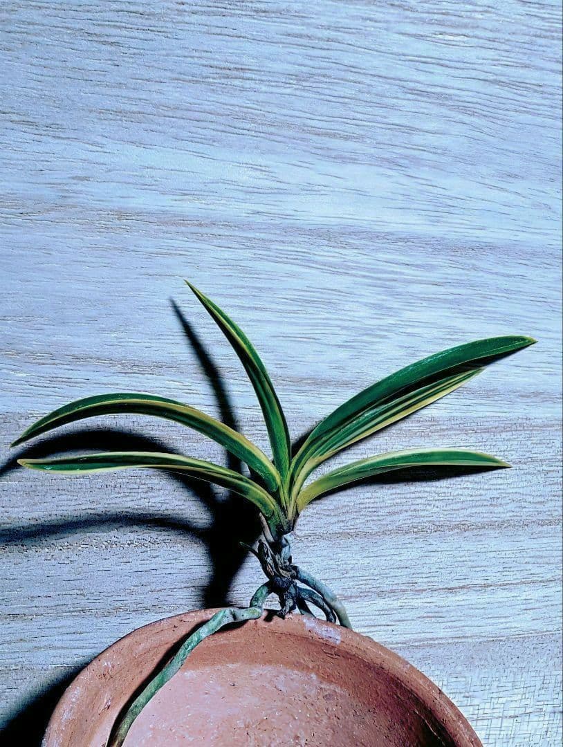 富貴蘭　金牡丹黄縞No.1（無加温作り品）