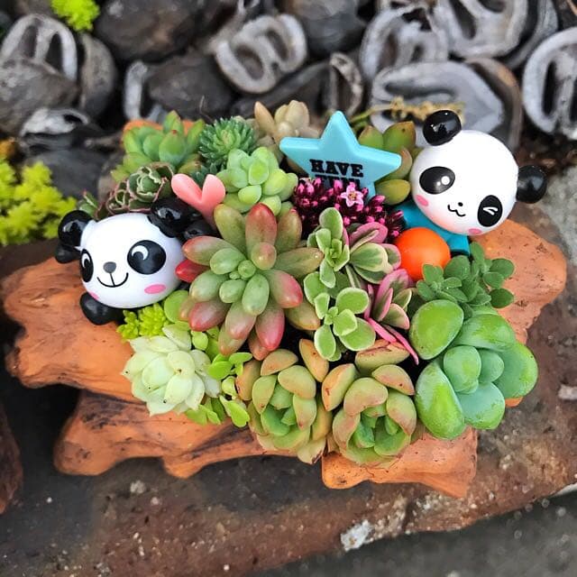 ★多肉植物　寄せ植え〜Wぱんだちゃんの切り株寄せ　セット〜★