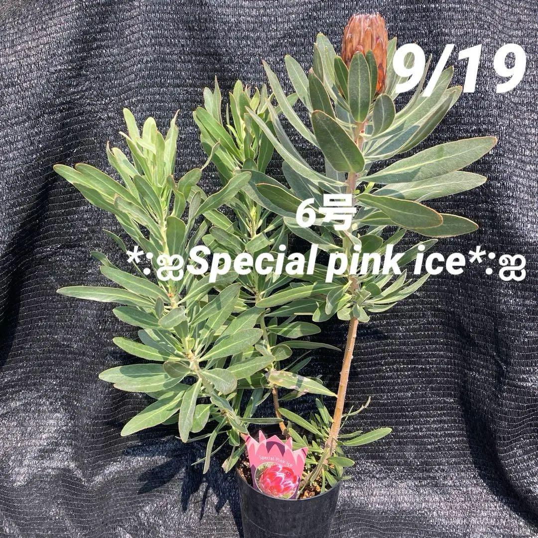 ①*:ஐ巨大なピンクの花*:ஐプロテア・苗木【スペシャルピンクアイス】苗・6号