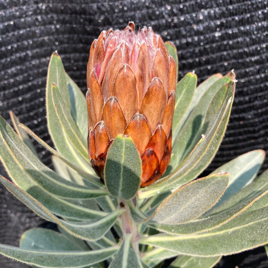 ①*:ஐ巨大なピンクの花*:ஐプロテア・苗木【スペシャルピンクアイス】苗・6号