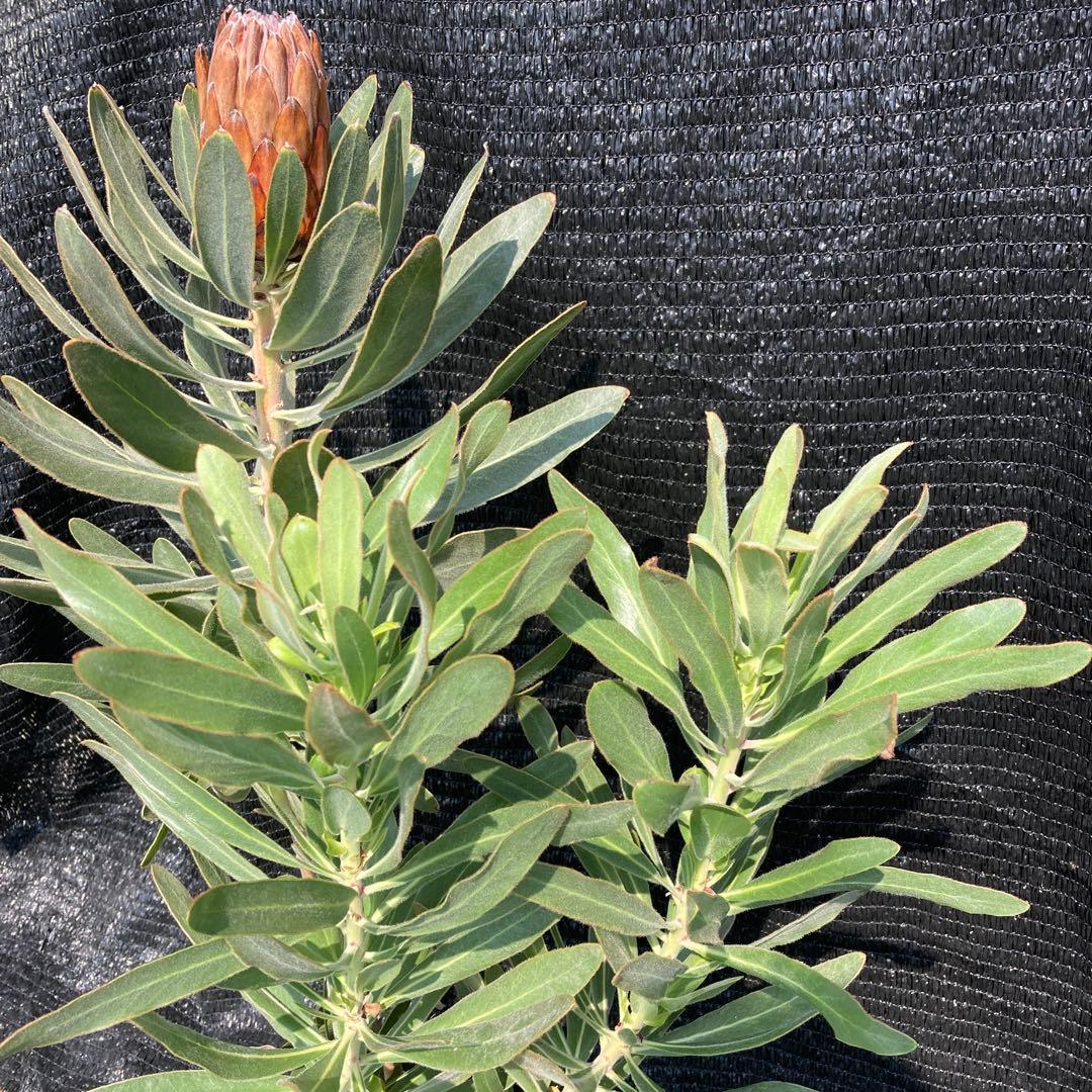 ①*:ஐ巨大なピンクの花*:ஐプロテア・苗木【スペシャルピンクアイス】苗・6号