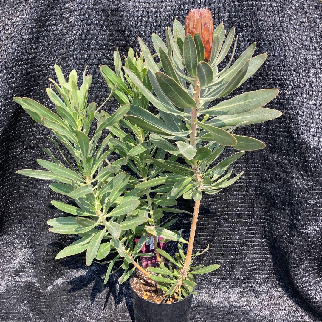 ①*:ஐ巨大なピンクの花*:ஐプロテア・苗木【スペシャルピンクアイス】苗・6号