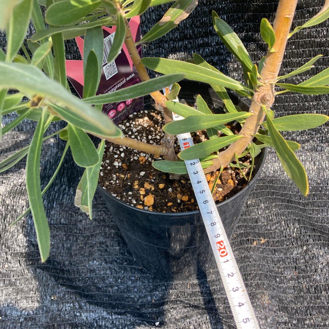 ①*:ஐ巨大なピンクの花*:ஐプロテア・苗木【スペシャルピンクアイス】苗・6号