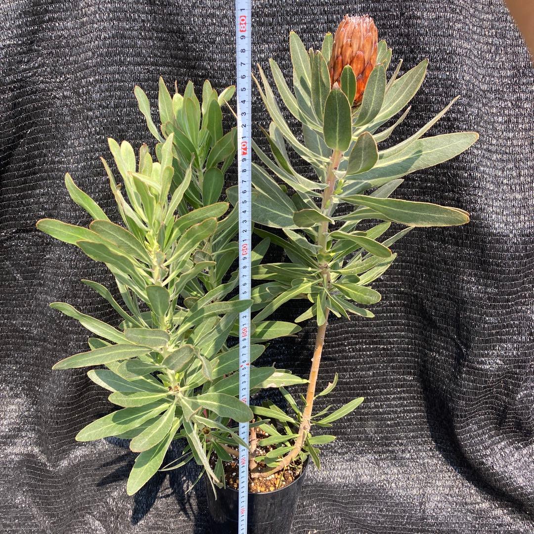 ①*:ஐ巨大なピンクの花*:ஐプロテア・苗木【スペシャルピンクアイス】苗・6号