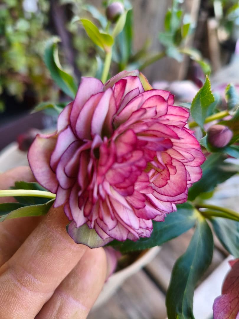 ピ*ピ様 超多弁八重咲きクリスマスローズがお買い得！アプリコット【6号】015