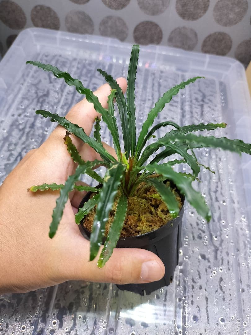 アグラオネマピクタム　ホマロメナ
