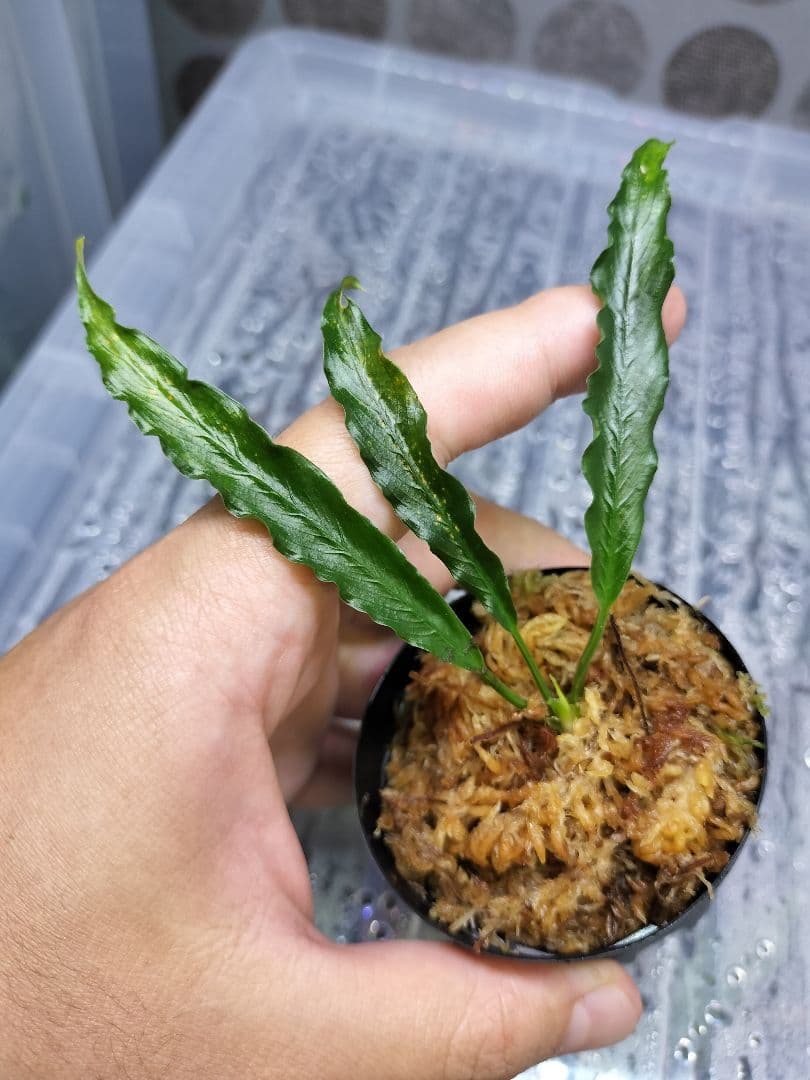 アグラオネマピクタム　ホマロメナ
