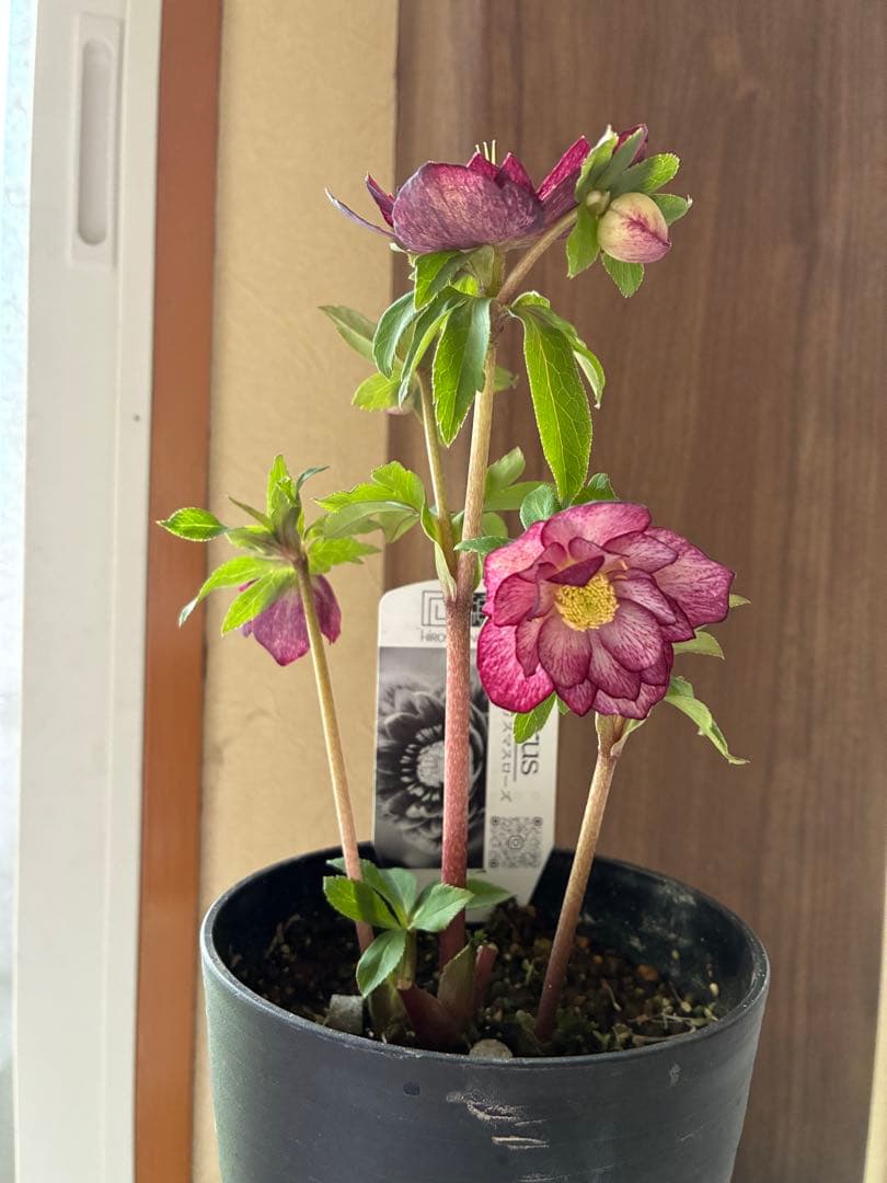 ♡広瀬園芸♡ 上向きかすりグラデーションピコティ