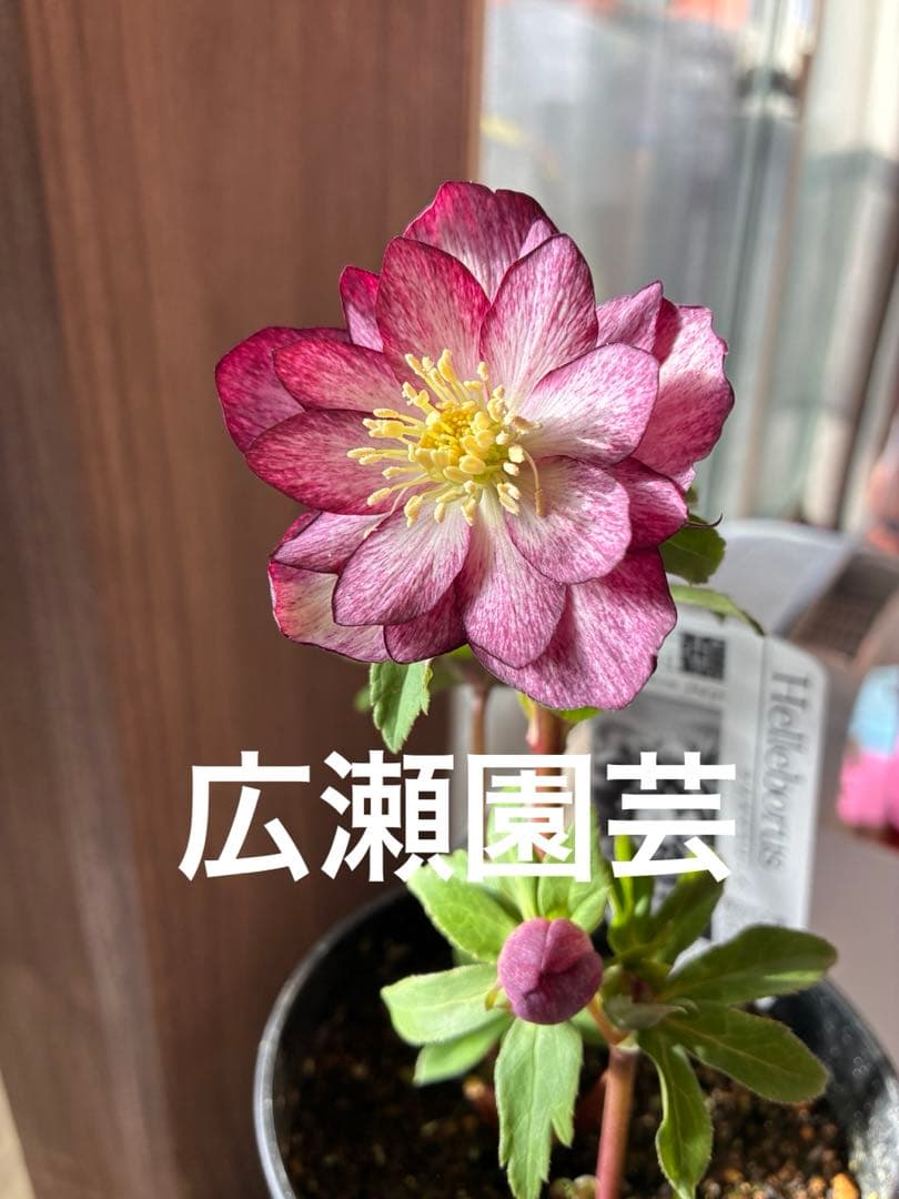 ♡広瀬園芸♡ 上向きかすりグラデーションピコティ