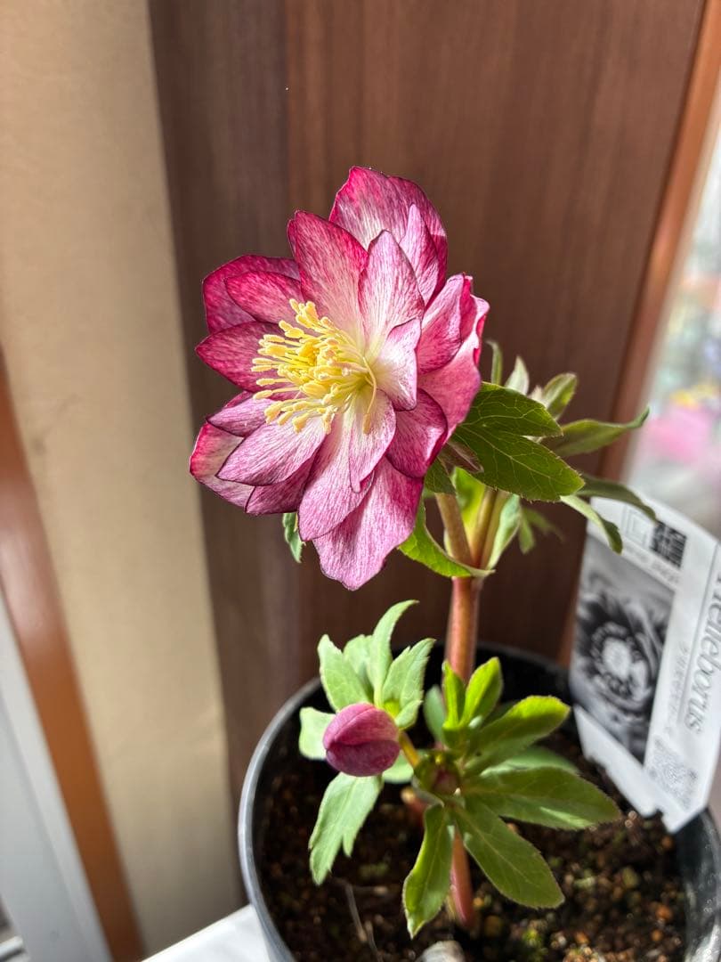♡広瀬園芸♡ 上向きかすりグラデーションピコティ
