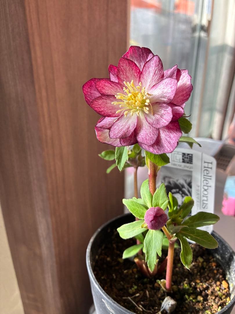 ♡広瀬園芸♡ 上向きかすりグラデーションピコティ