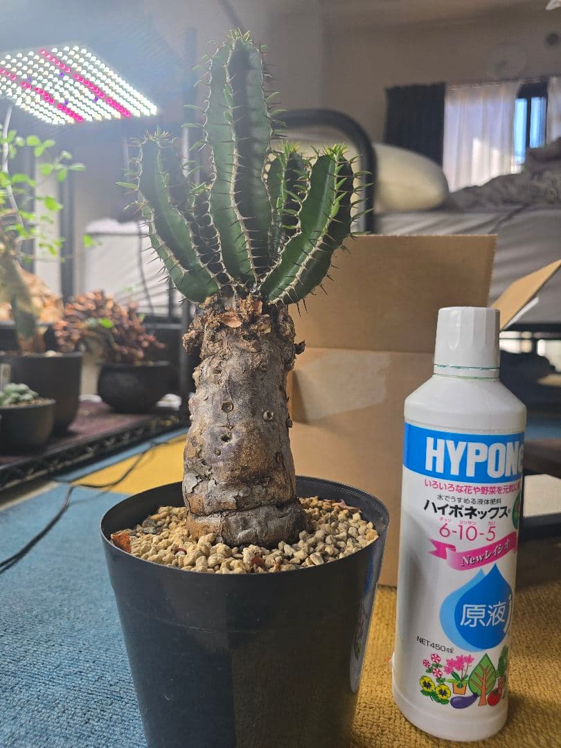 ユーフォルビア ムランジーナ 現地球 発根済