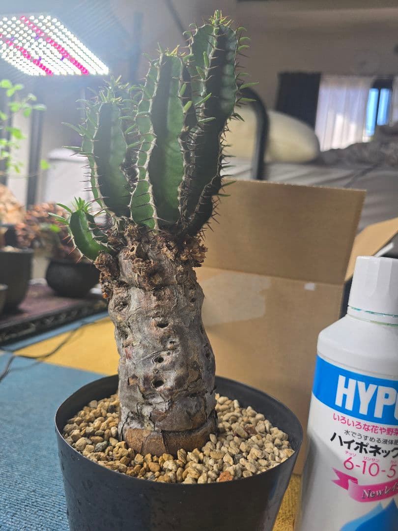 ユーフォルビア ムランジーナ 現地球 発根済