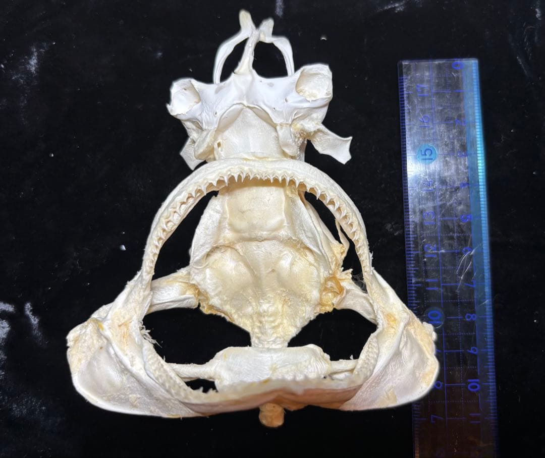 ハナザメ頭骨標本/学術標本やインテリア、理科教材、骨格標本のコレクション