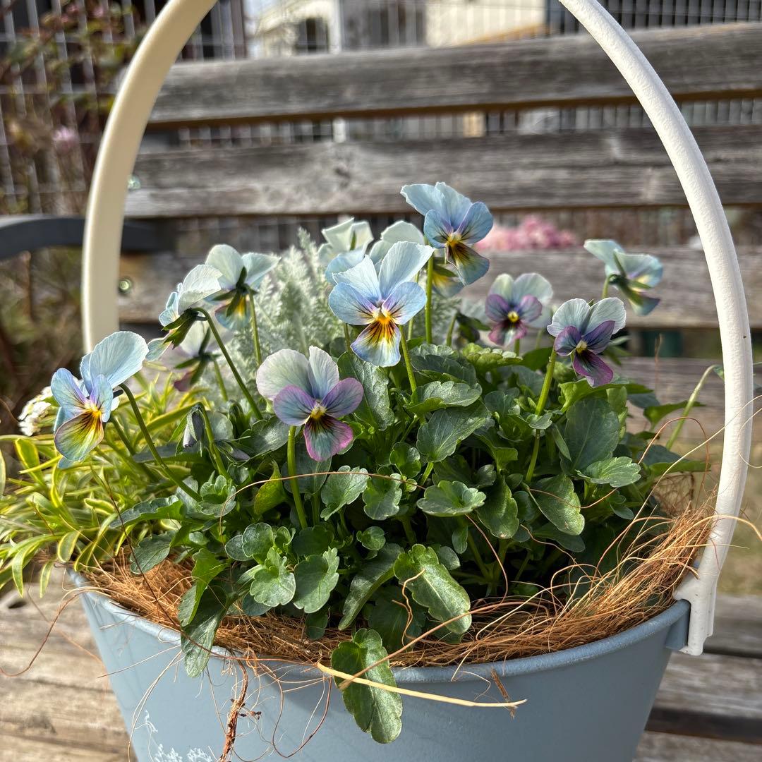 MIYABI様ご依頼品　すみれ図鑑寄せ植え　他6苗　現品　匿名発送　タグ付き