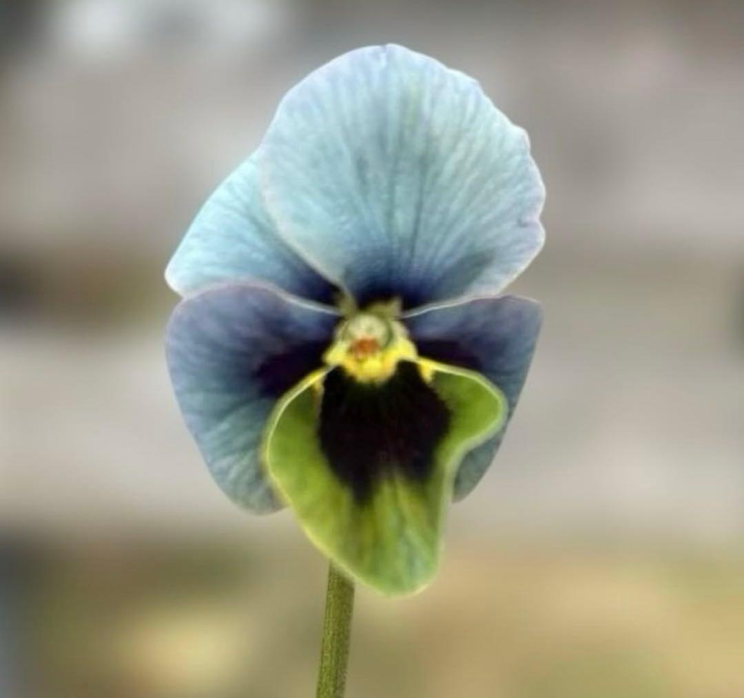 MIYABI様ご依頼品　すみれ図鑑寄せ植え　他6苗　現品　匿名発送　タグ付き