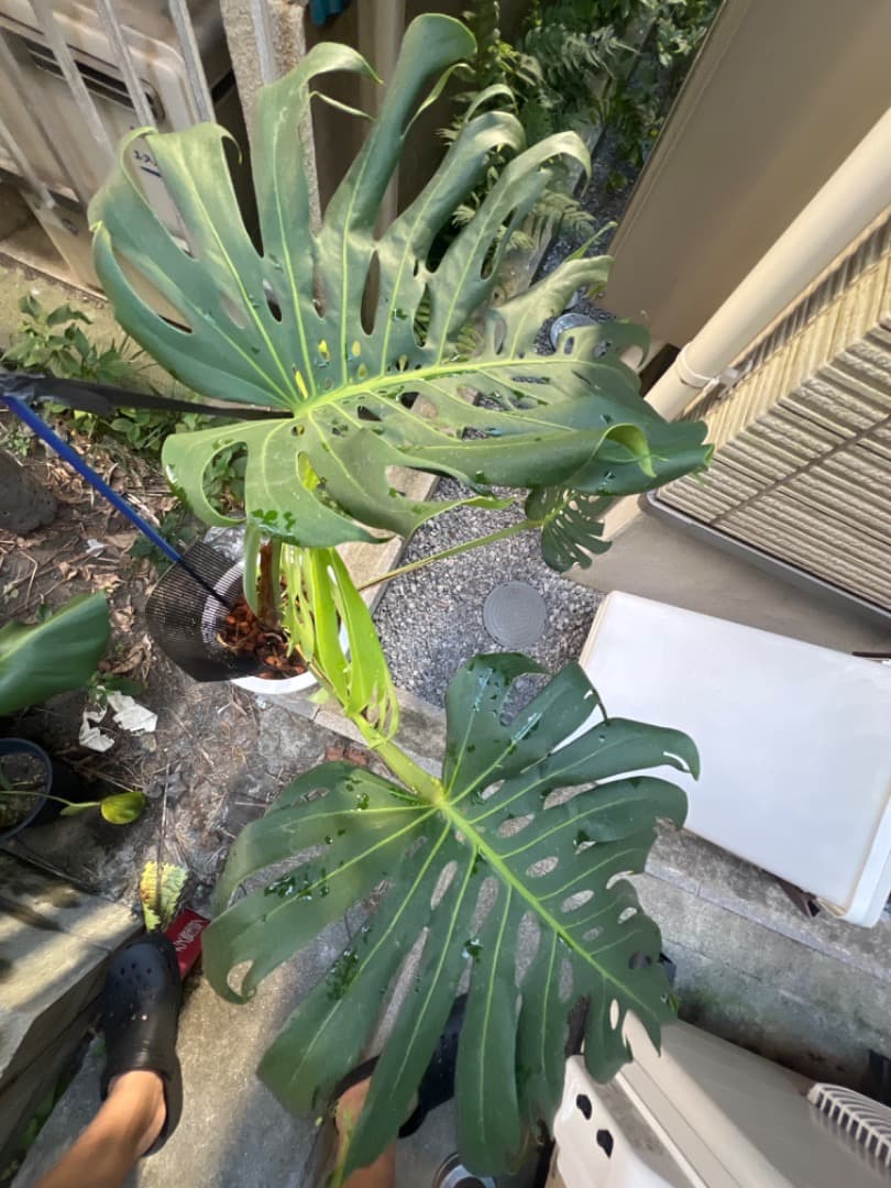 モンステラ マクロコズム 成長株