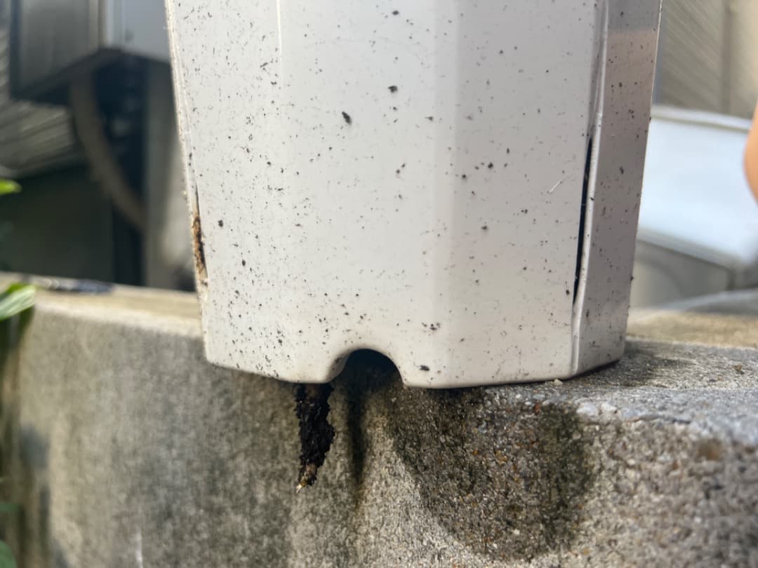 モンステラ マクロコズム 成長株