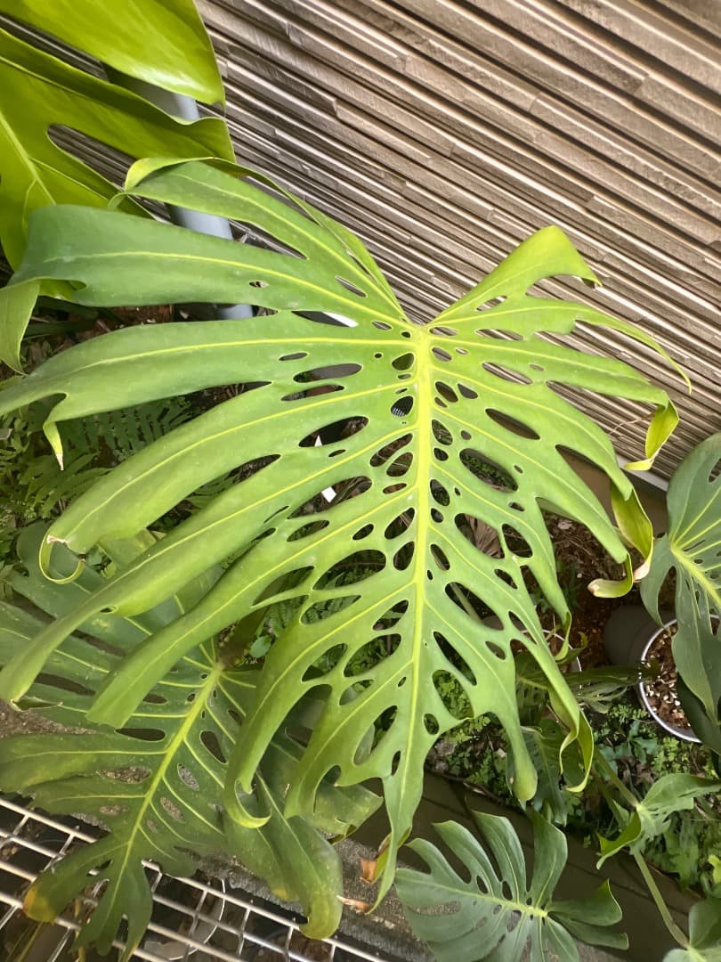 モンステラ マクロコズム 成長株