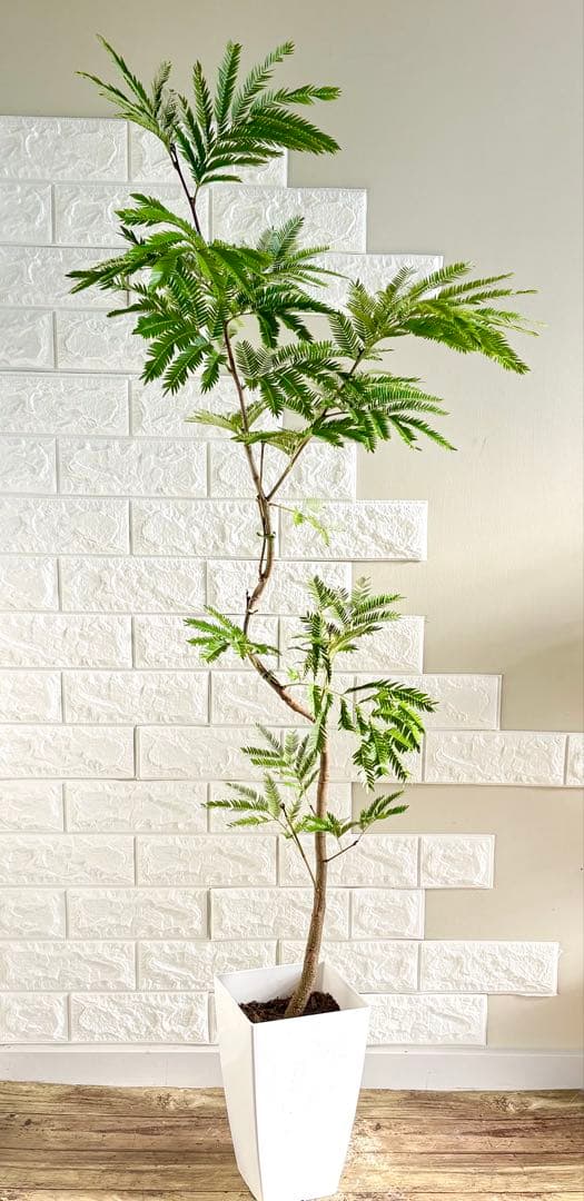 エバーフレッシュ⭐️曲がり⭐️観葉植物