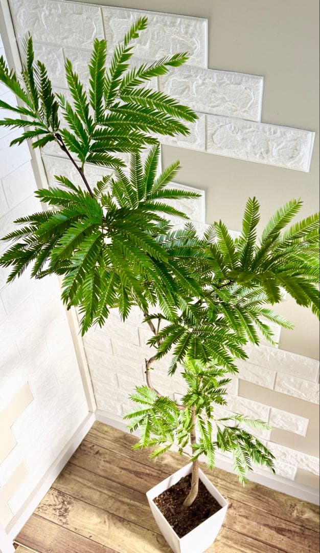 エバーフレッシュ⭐️曲がり⭐️観葉植物