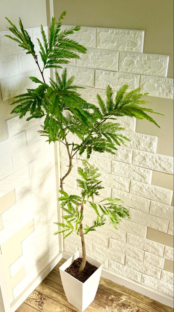 エバーフレッシュ⭐️曲がり⭐️観葉植物