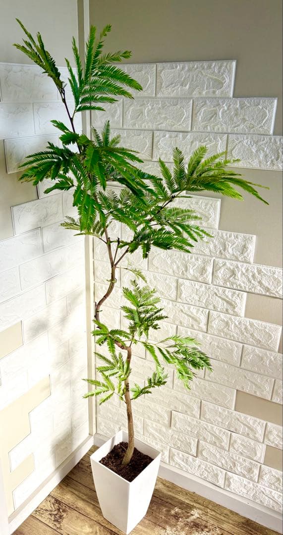 エバーフレッシュ⭐️曲がり⭐️観葉植物