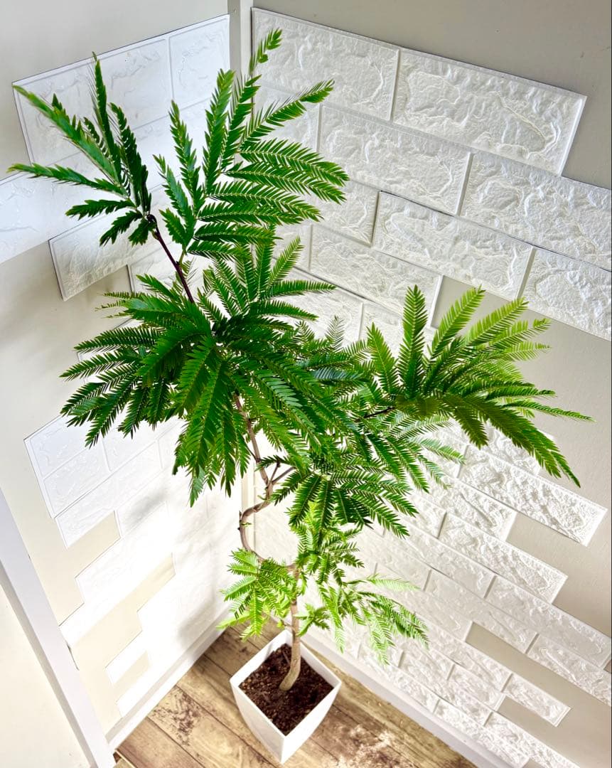 エバーフレッシュ⭐️曲がり⭐️観葉植物