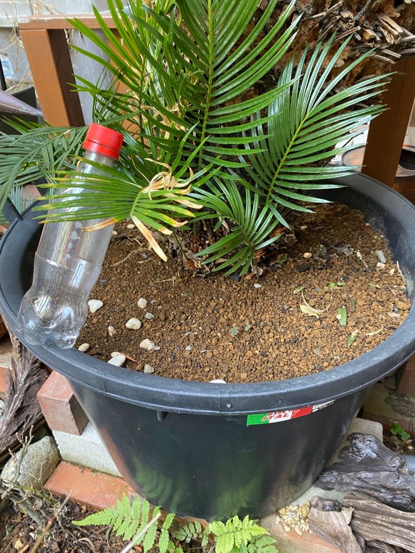 ソテツ　引き取り限定