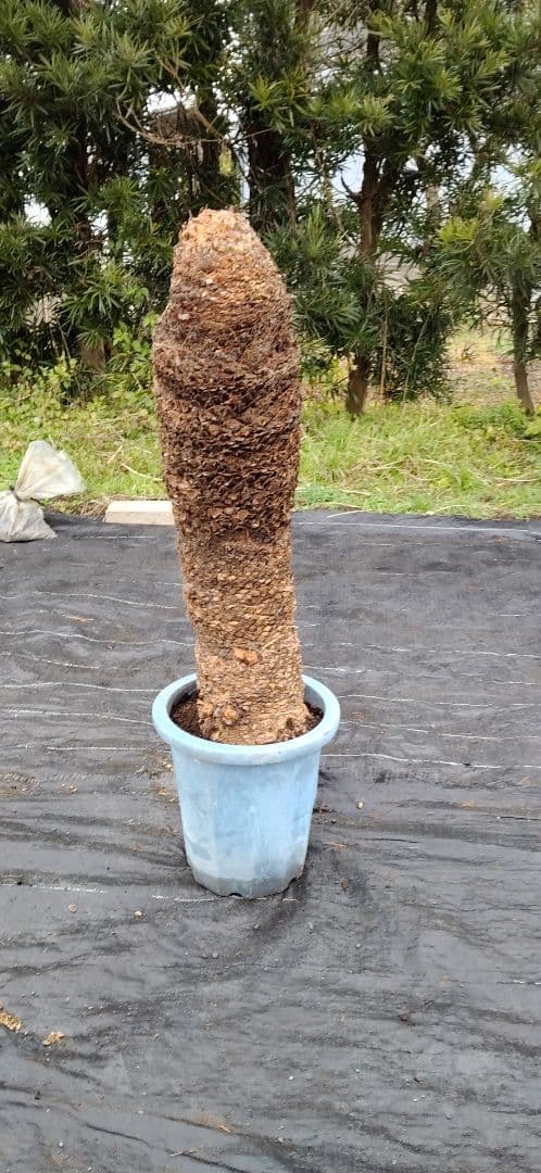 ドスコイ級のソテツ 10号プラ鉢(青色) 高さ1m10cm程 最大幹幅22cm程