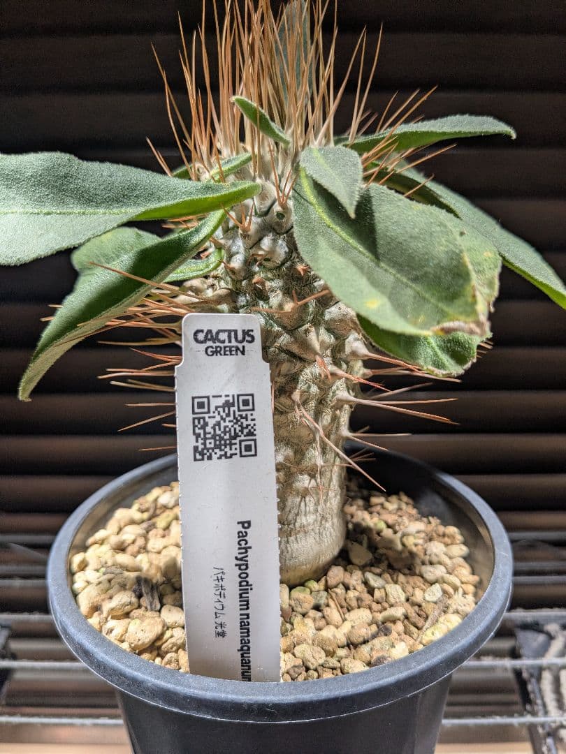 CactusGreen産 パキポディウム ナマクアナム - 光堂