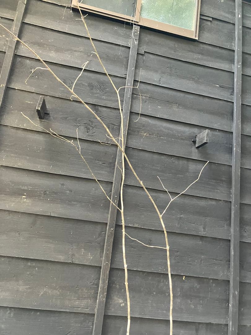 専用　602 山採り　アオダモ　ヤマコウバシ