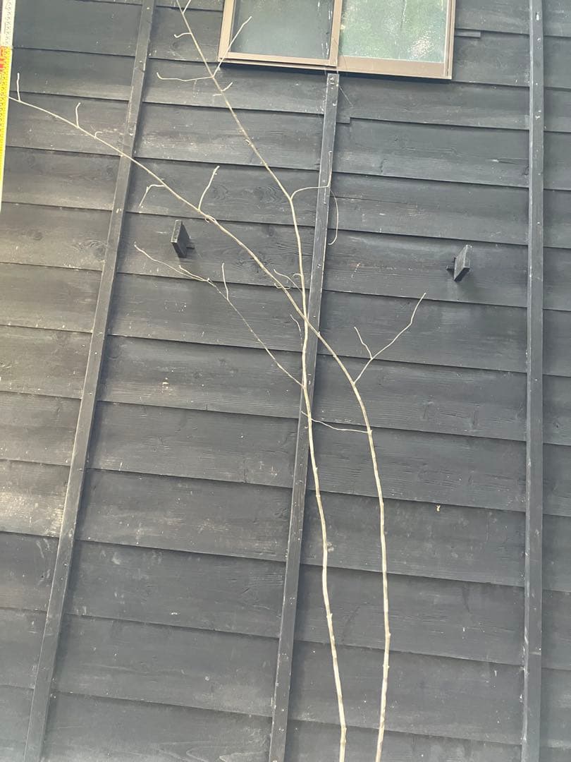 専用　602 山採り　アオダモ　ヤマコウバシ