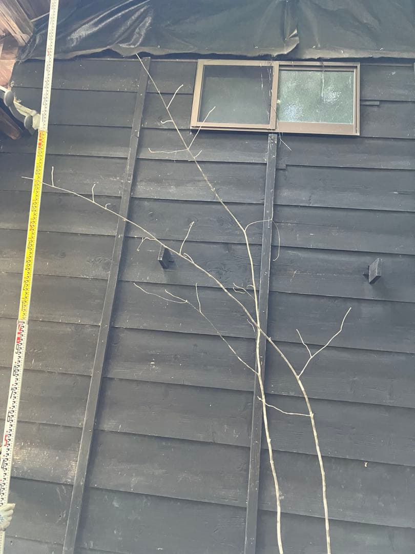 専用　602 山採り　アオダモ　ヤマコウバシ