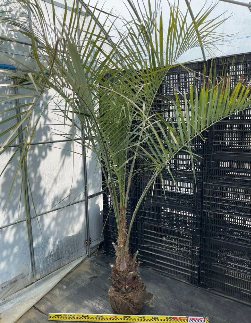 ココスヤシ シルバーリーフ　幹太　ドライガーデン