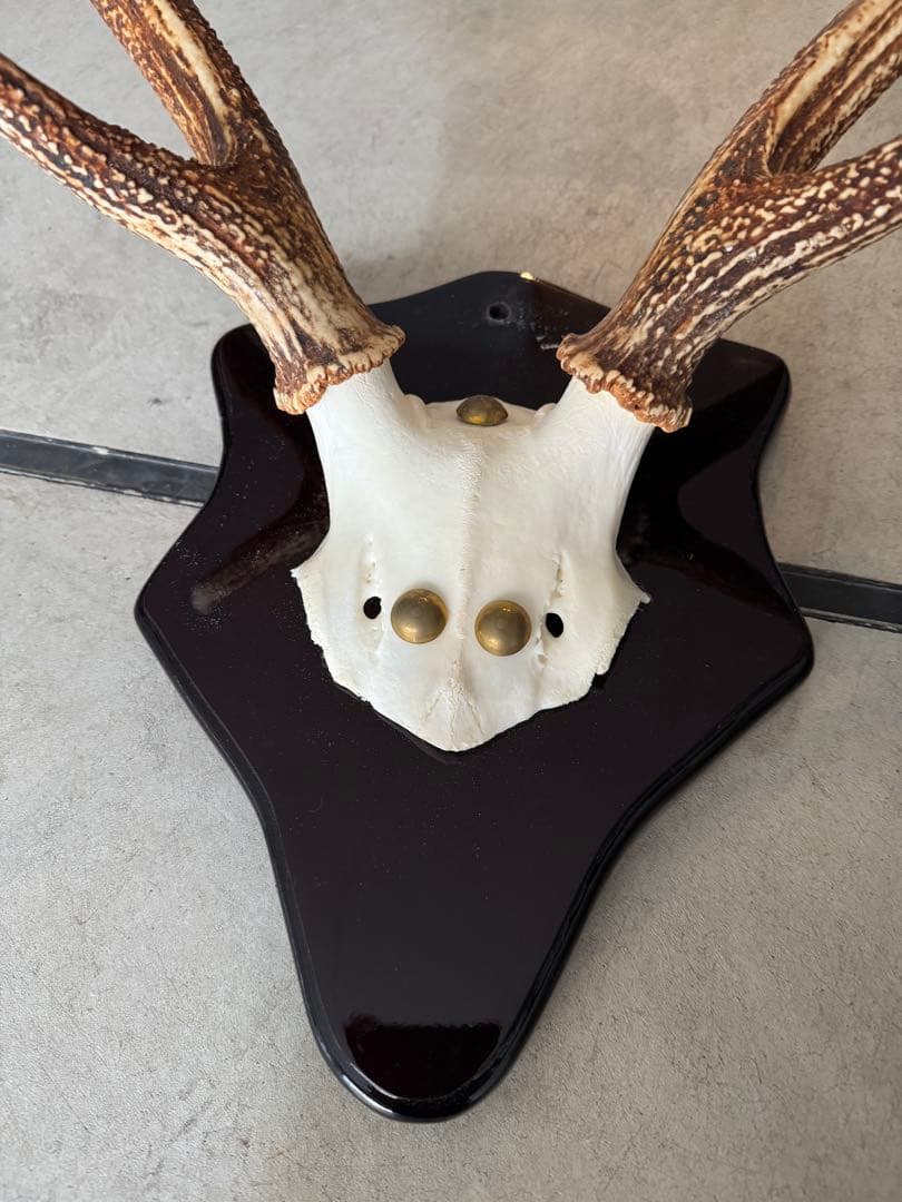 鹿の角立派な北海道蝦夷鹿の角の標本