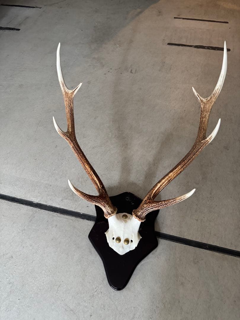 鹿の角立派な北海道蝦夷鹿の角の標本