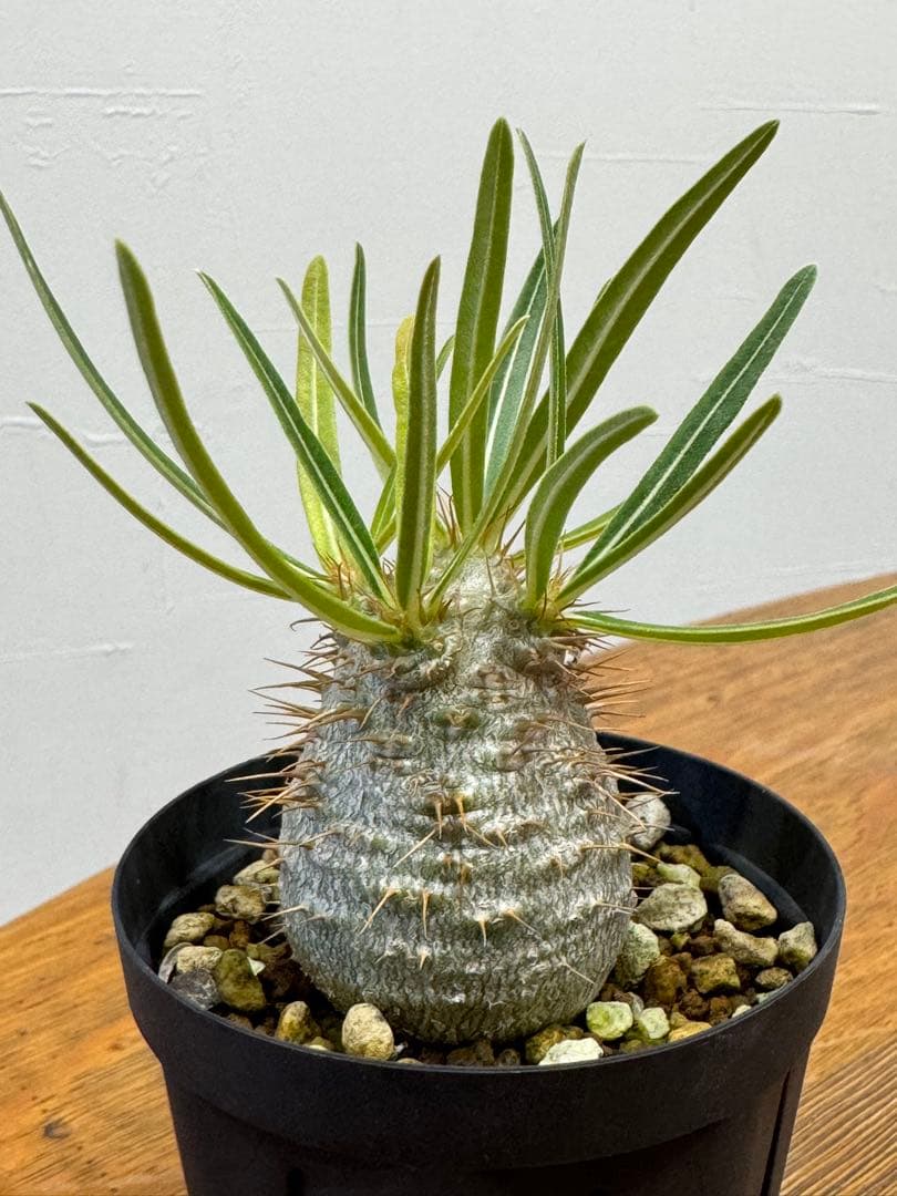 パキポディウム　グラキリス実生　有望株