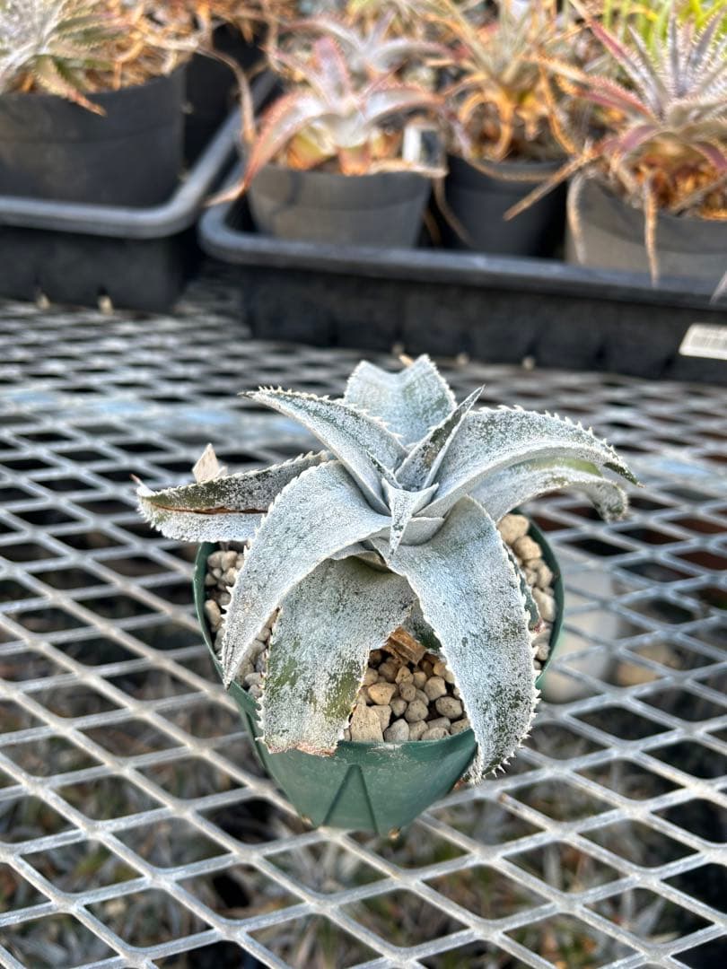 DBディッキア Dyckia marnier-lapostollei ⑶