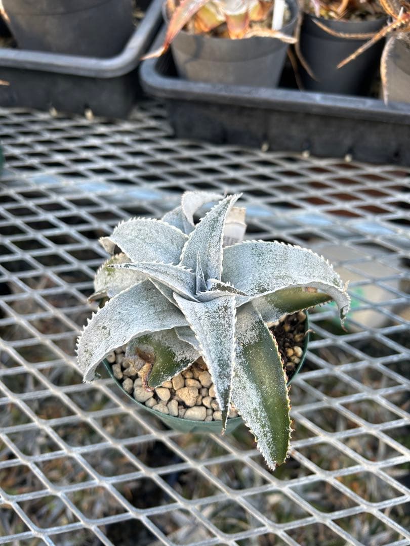 DBディッキア Dyckia marnier-lapostollei ⑶