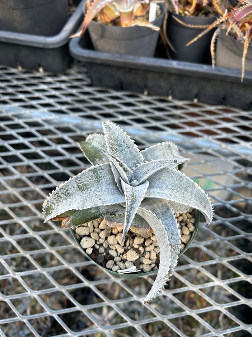 DBディッキア Dyckia marnier-lapostollei ⑶