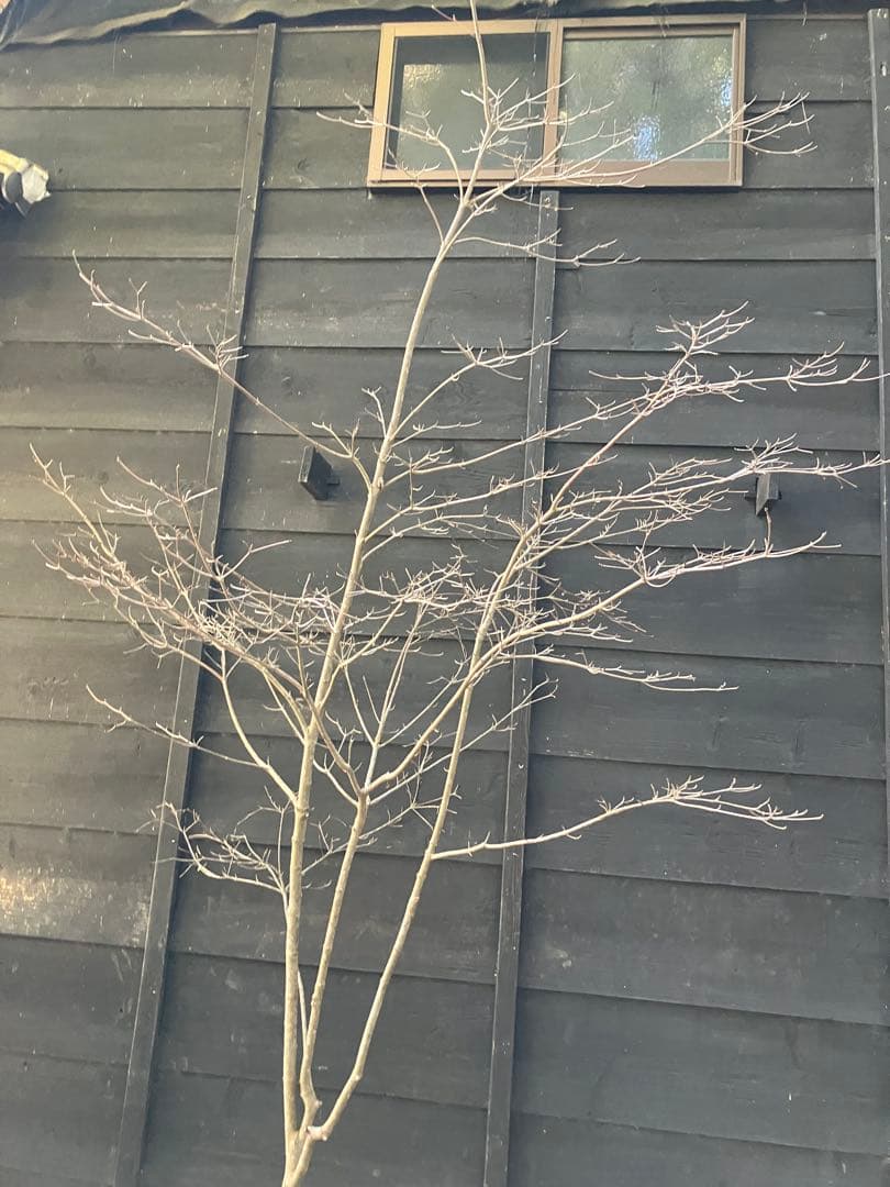 40 山採り　ヤマボウシ