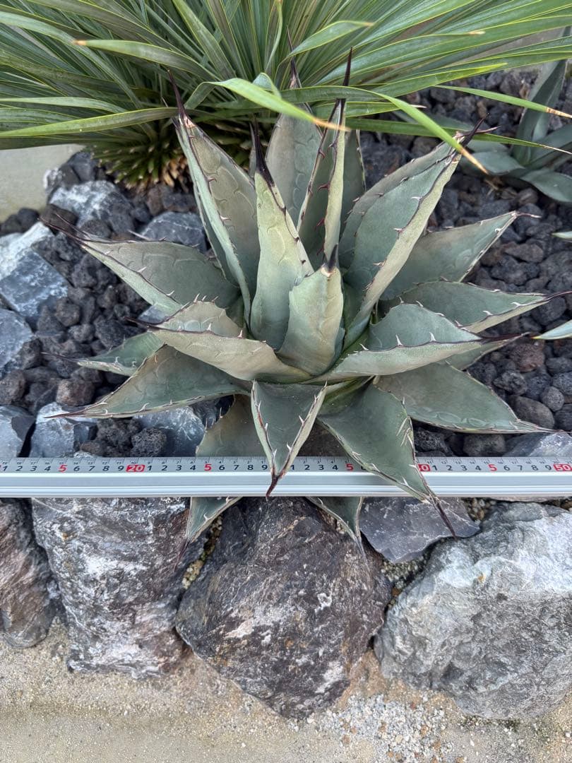 アガベ　パリー　ハイブリッド　大株　アプラナータ