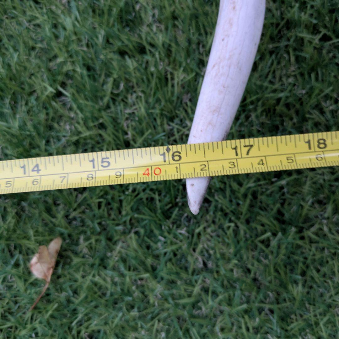 鹿の頭骨 角付き 大きめ　ニホンジカ